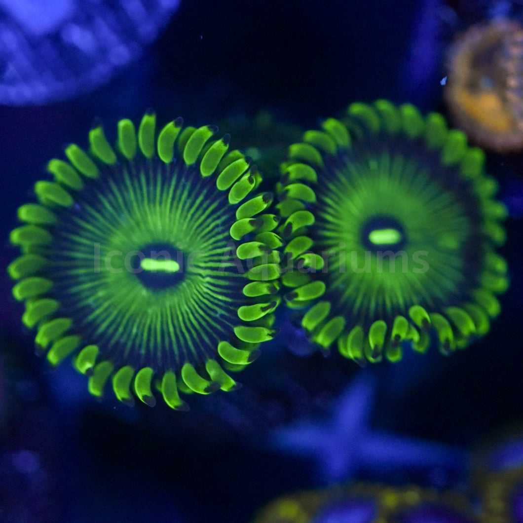 Green People Eater Zoa