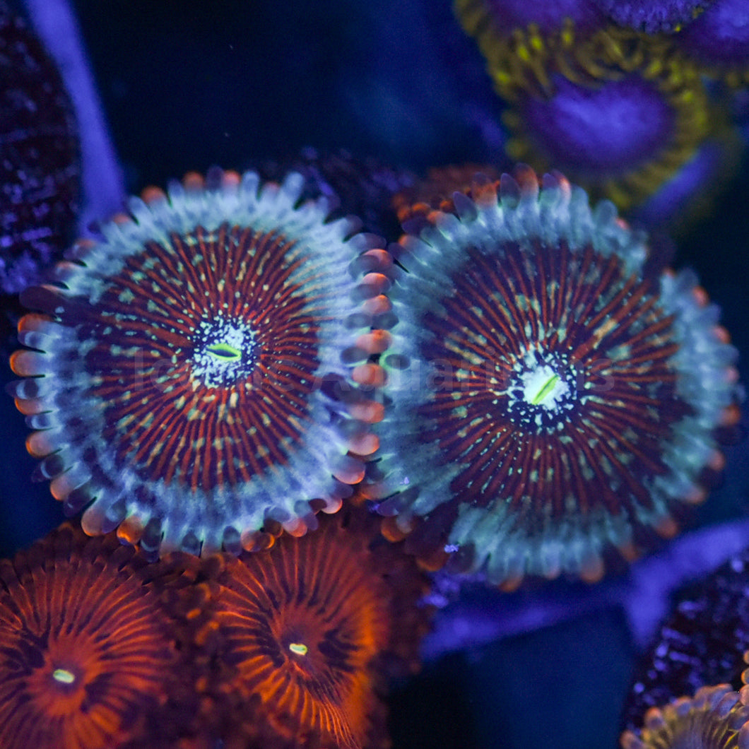 White Zombie Zoa