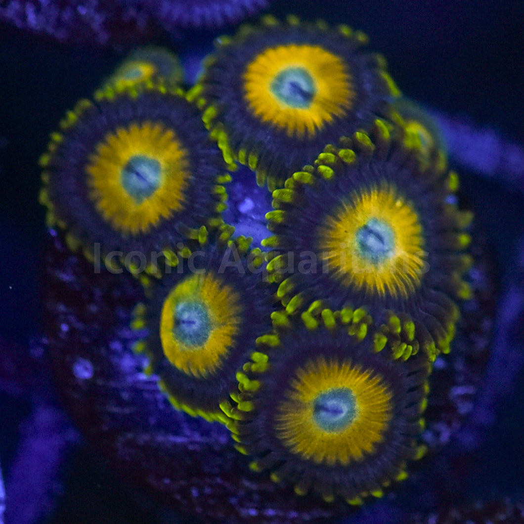 Scrambled Eggs Zoa