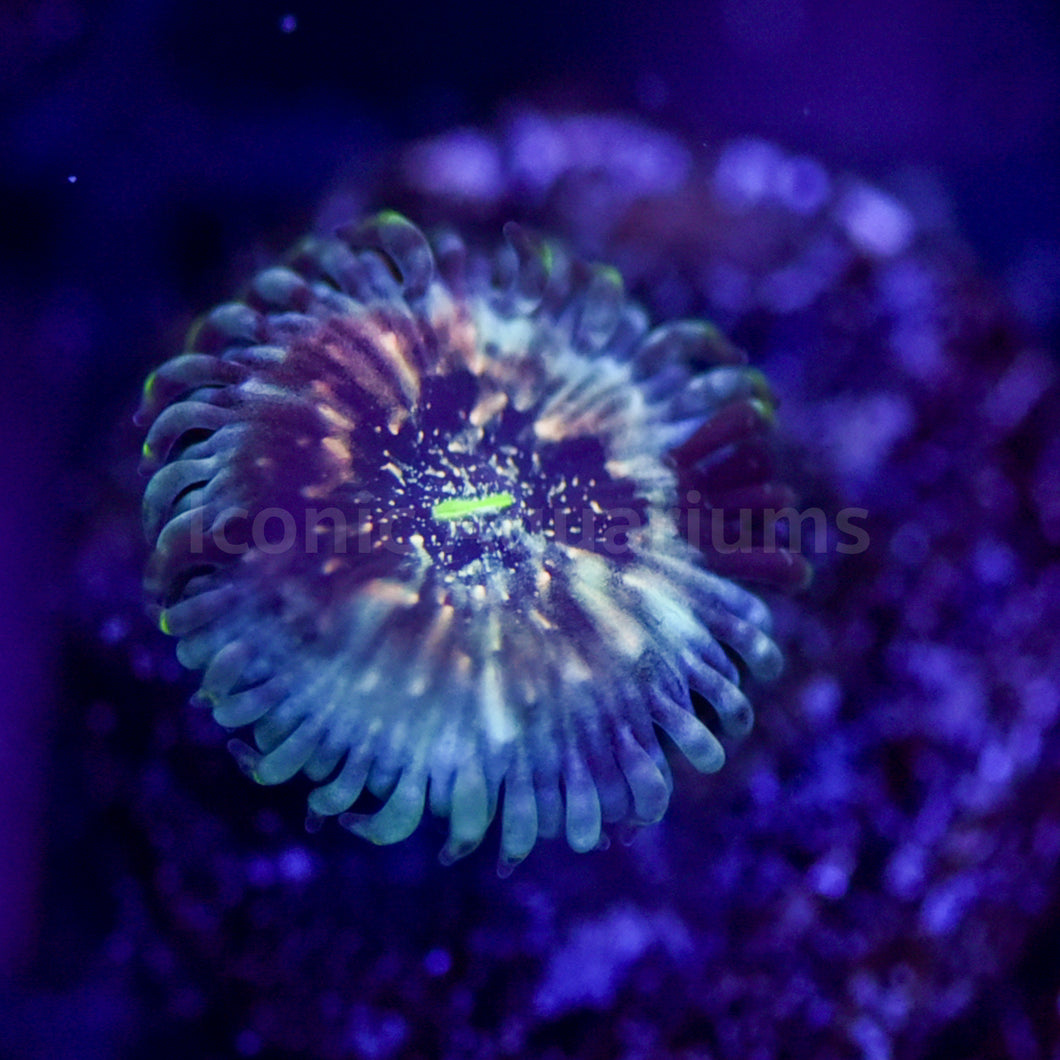 Ruby People Eater Zoa