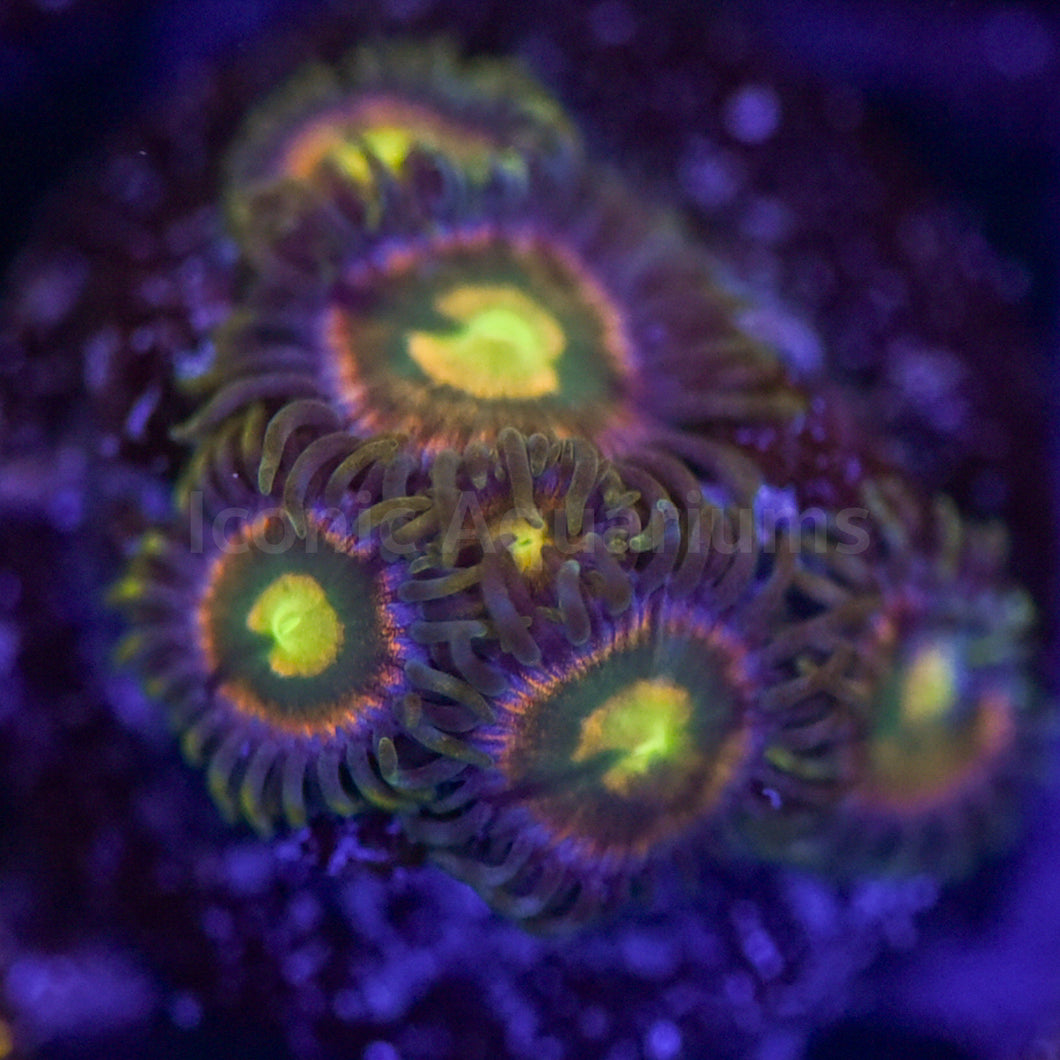 RR Kraken Zoa