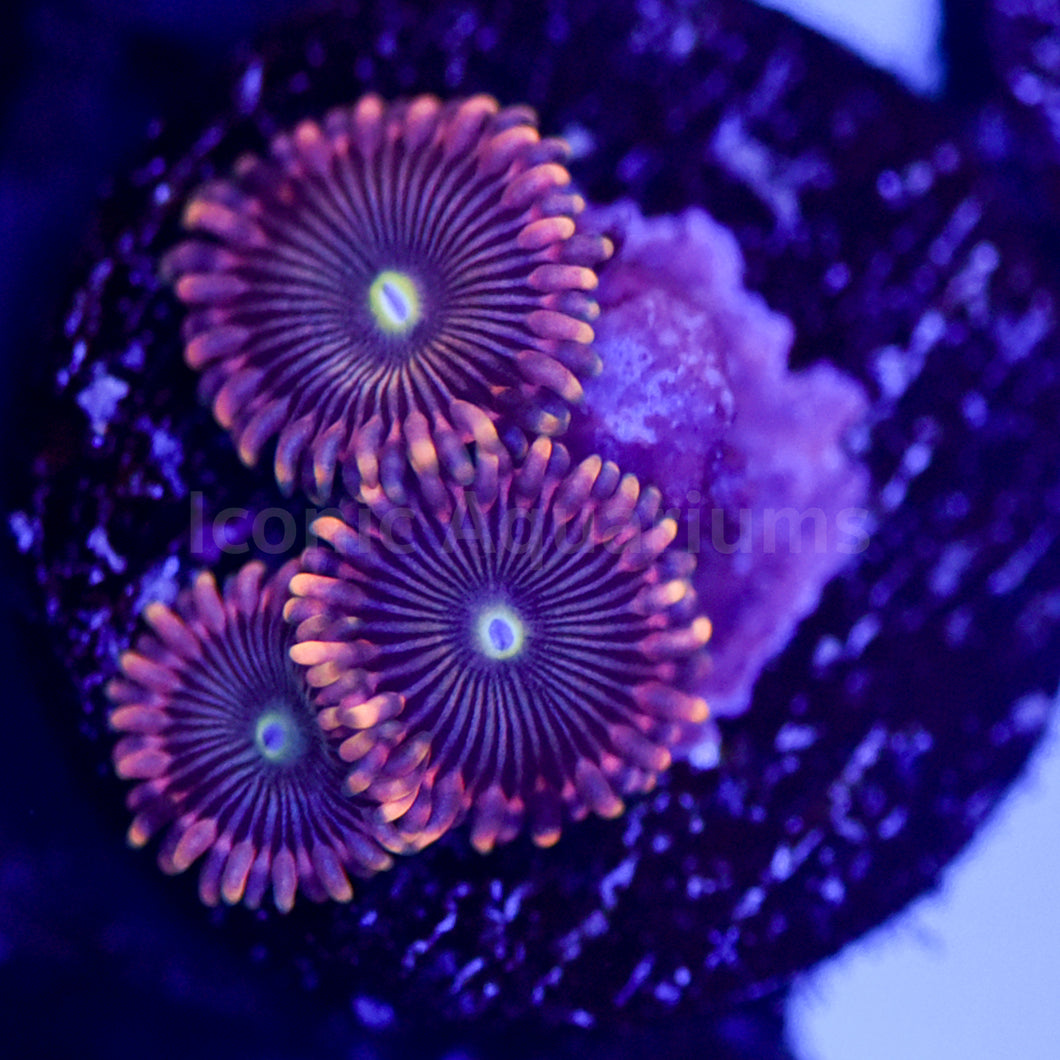 Pretty In Pink Zoa