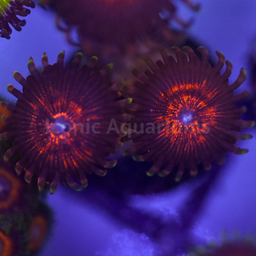 Nightcrawlers Zoa