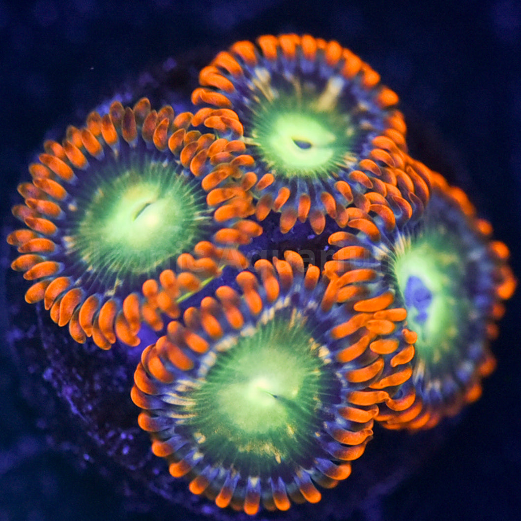 Atomic Breath Zoa