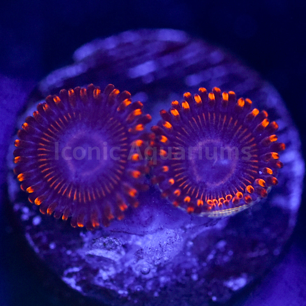 WWC Twizzler Zoa