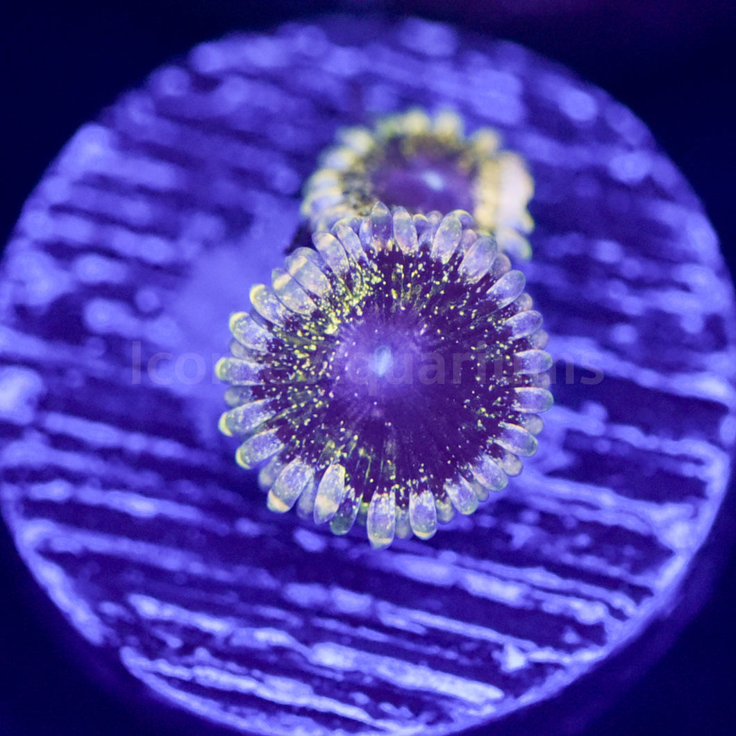 Solar Circus Zoa