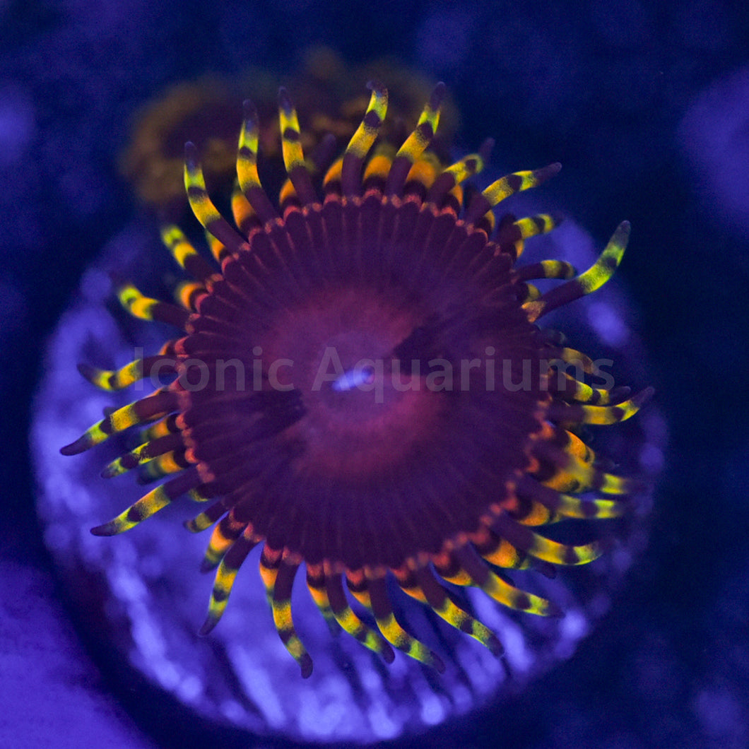 Aphrodite Zoa