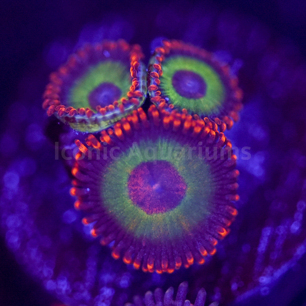 Emeralds on Fire Zoa