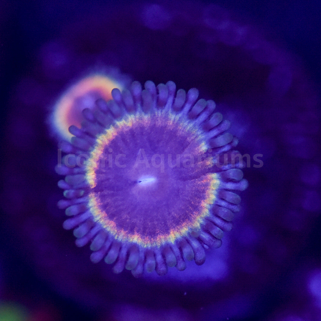 VW Bloodshot Zoa