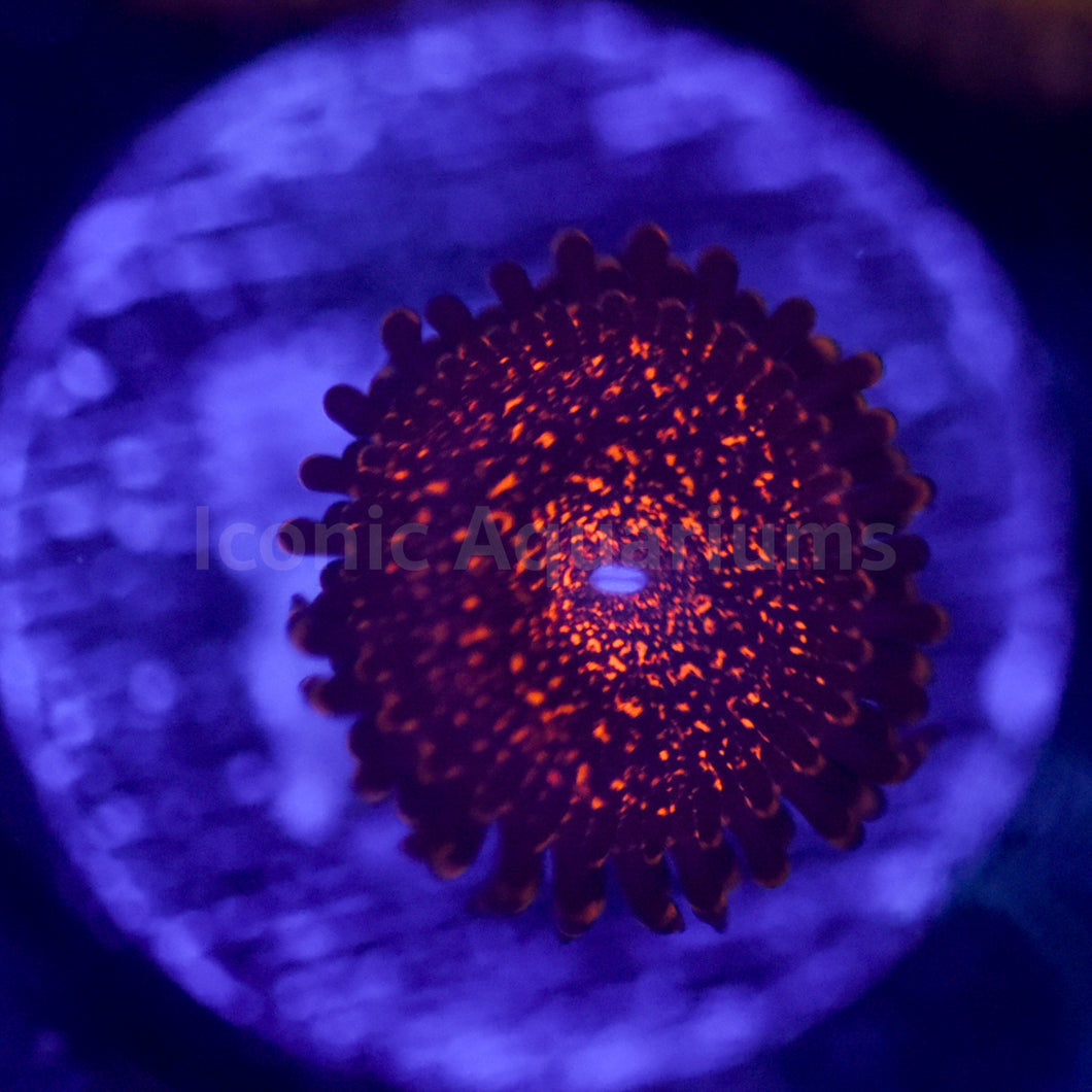 Firewalker Zoa