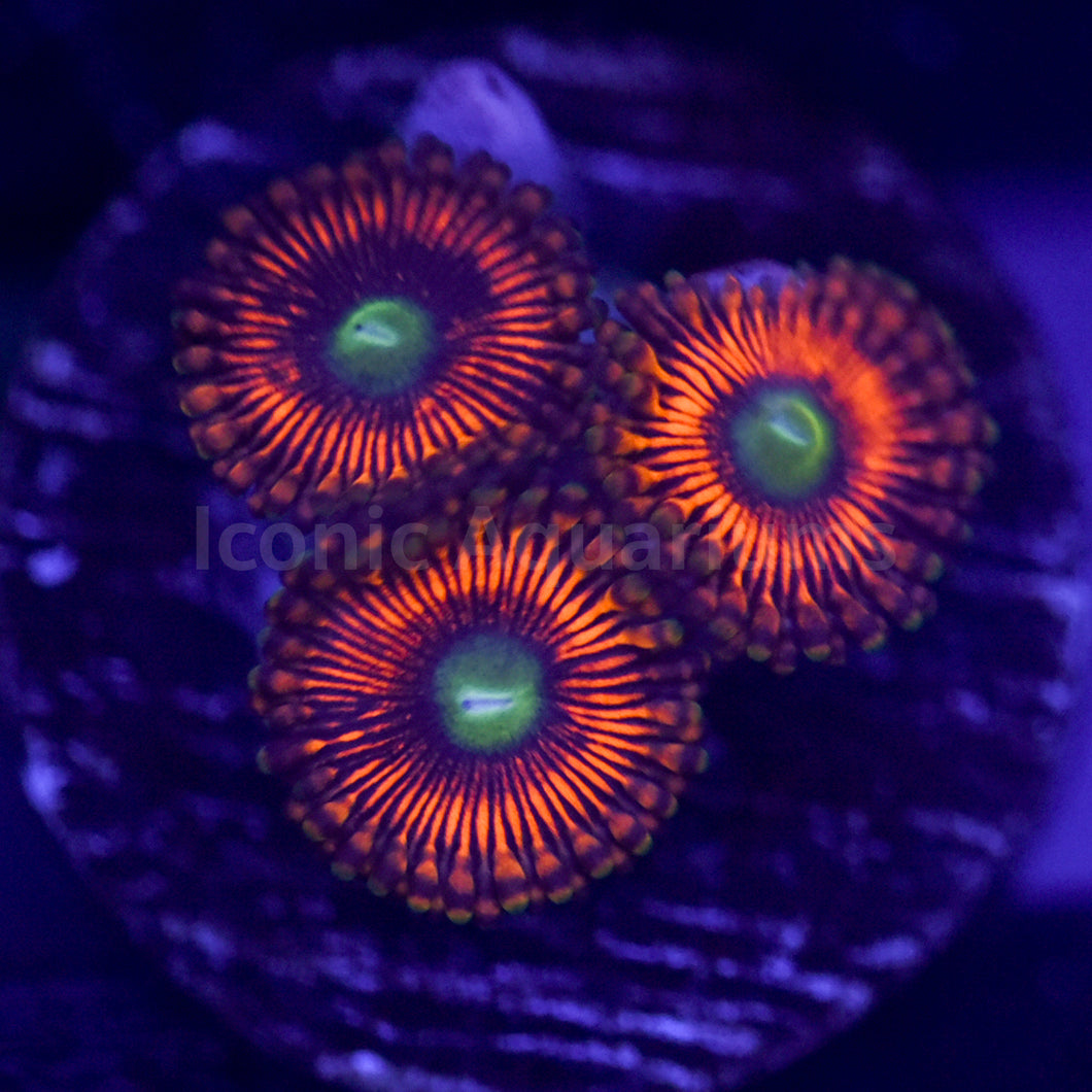 Hyper Phoenix Zoa