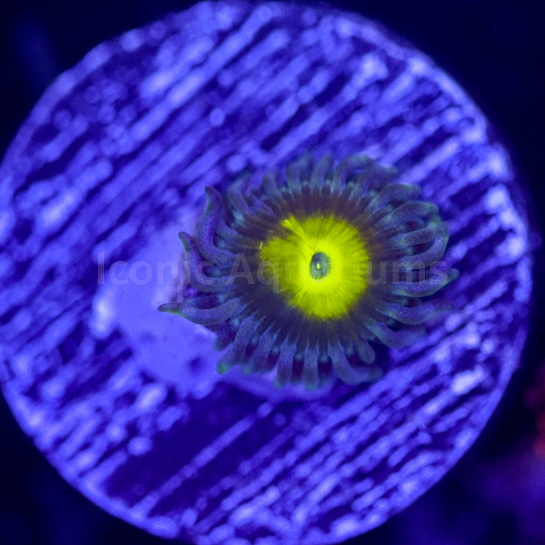 MC Dire Wolf Zoa