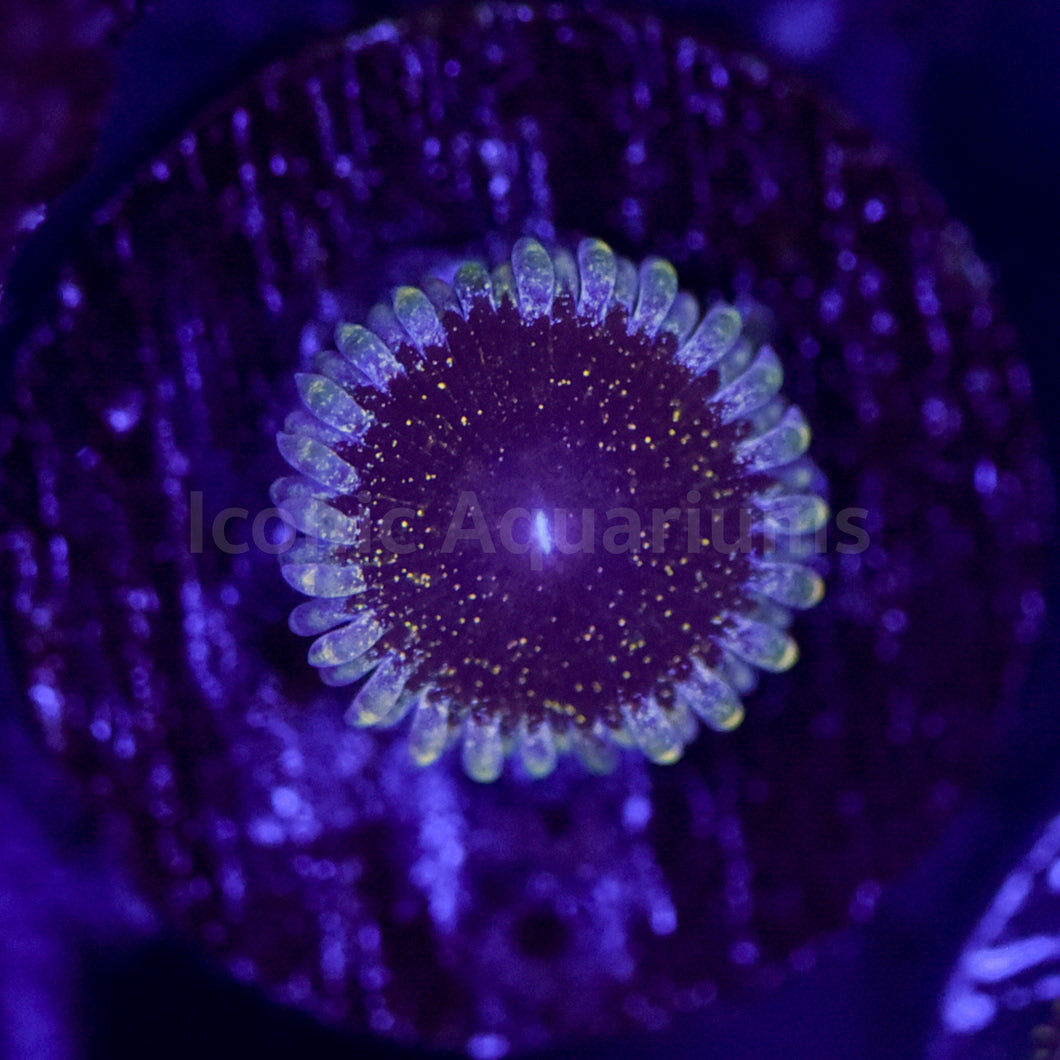 Solar Circus Zoa