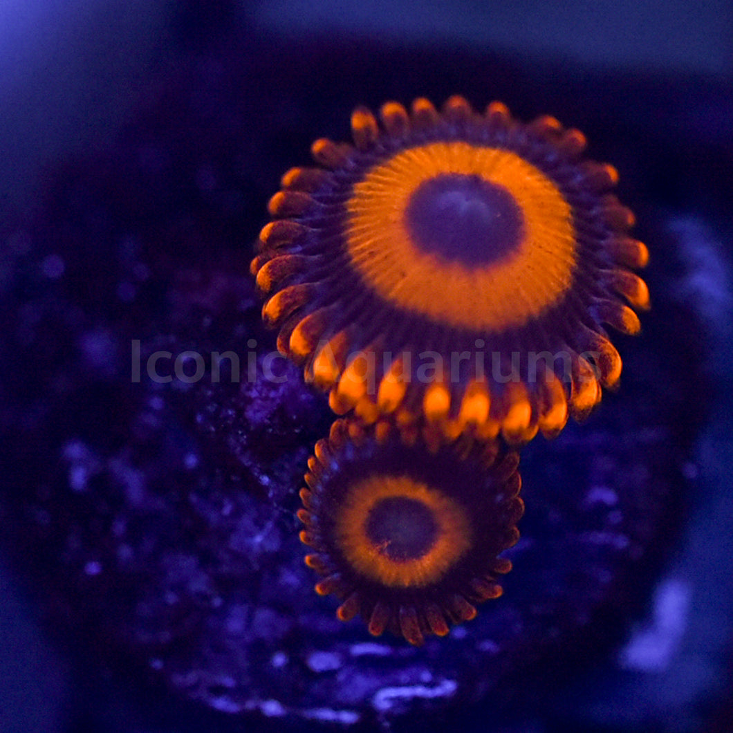 Orange Oxide Zoa