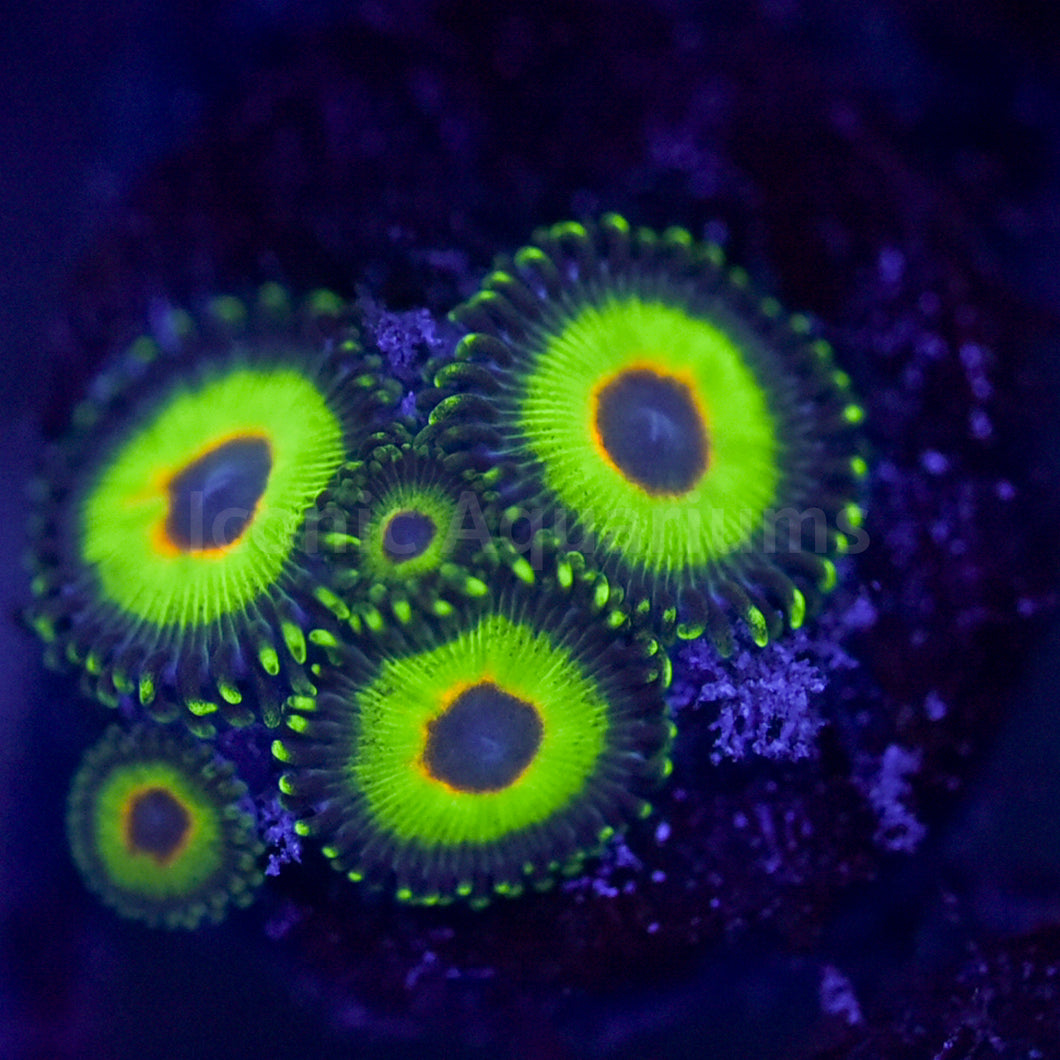 Electric Rasta Zoa