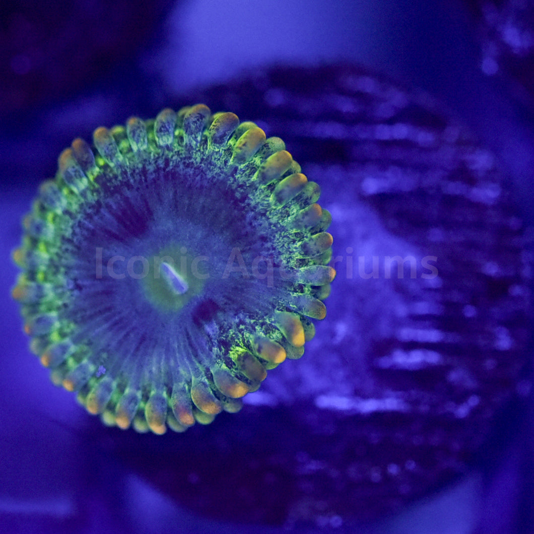 Rainbow Rhino Zoa