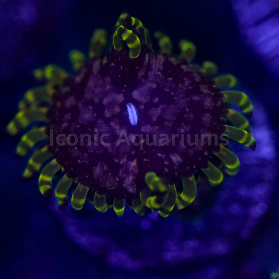 Purple Monster Zoa