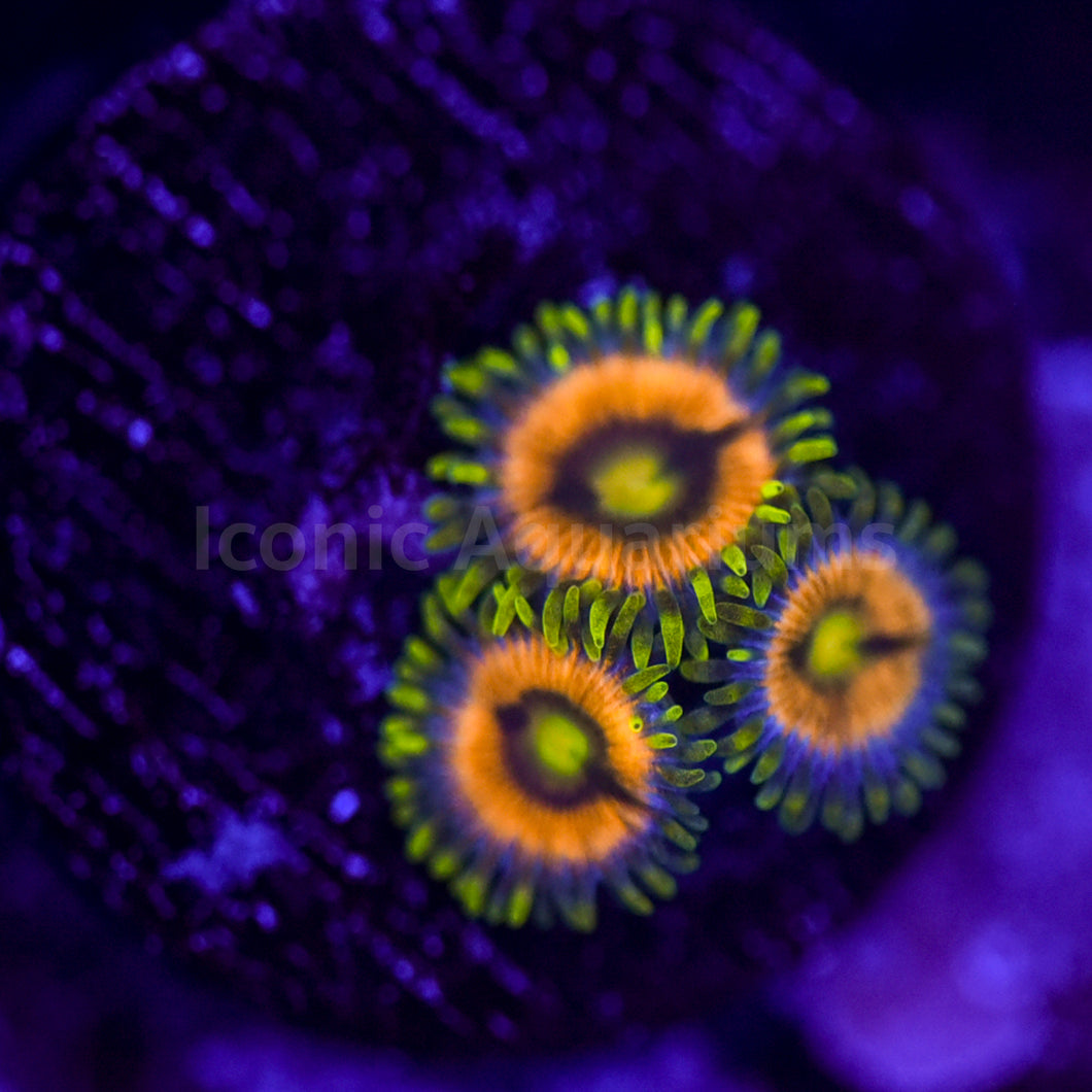 WWC Laser Lemon Zoa